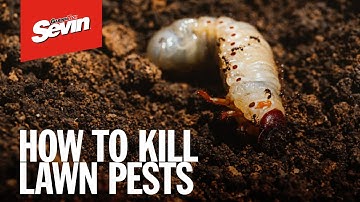 How to Kill Common Lawn Pests with Sevin Granules