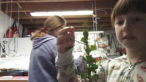 Planting your padio garden (wAnna Peck )