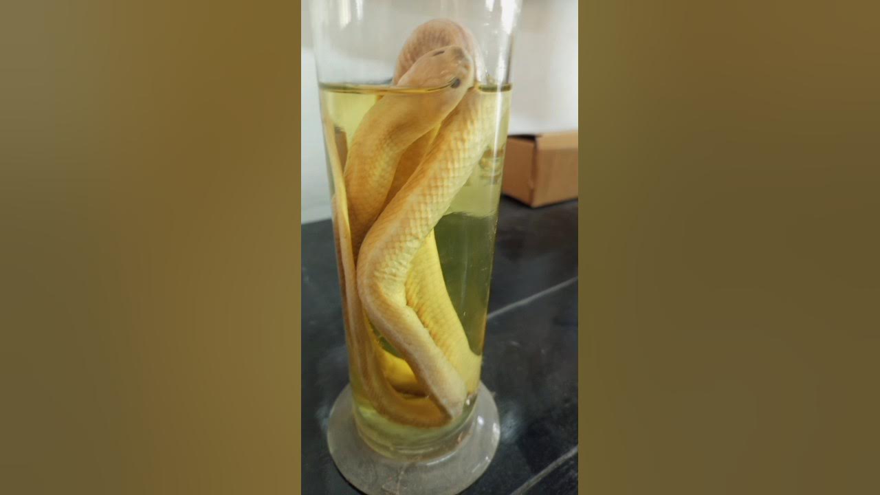 Zoology status video Many zoo specimens 😍😍 best zoology status video dalmia college rgp