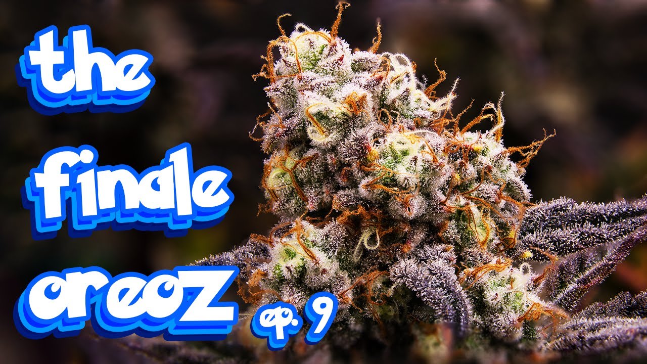 the finale mephistoreoz PT. 1 ep.9 