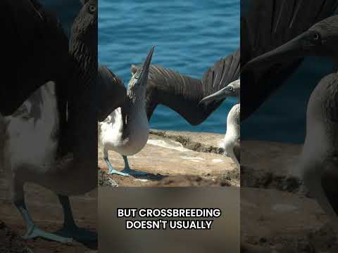 Crazy Courtship Dance! Instructional Video