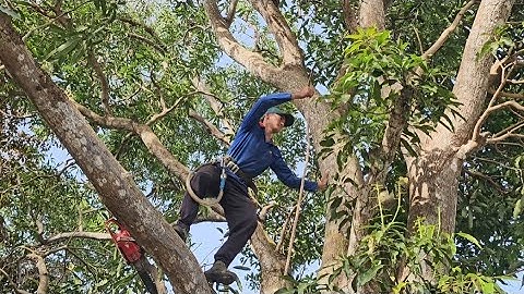 Cưa  cây  xoài  siêu  to  siêu  nhánh, Gần  nhà  .Cưa  cây  kỷ  thuật  cao