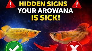 Hidden Signs Your Arowana Is Sick (Most Owners MISS This!)