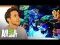 ¡Prince Royce consigue un acuario con peces de la realeza! | Con el agua al cuello | Animal Planet