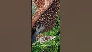 Panen madu hutan #shorts