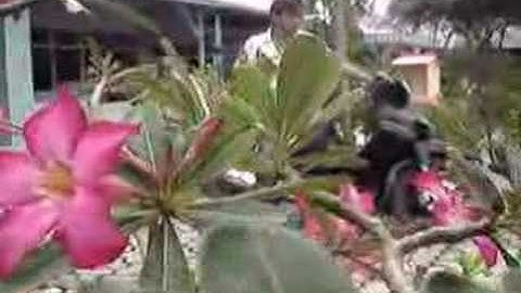 Jit Theu Fa ( Hakka love song )
