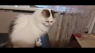 картинка:  ЛЮБИТЕЛИ МАСЛА ТУТ КАК ТУТ!😋🧀СИМОЧКА РАЗЫГРАЛАСЬ!😽🥰😺