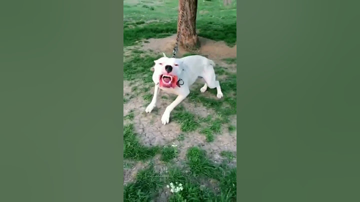 Pitbull lovers best tik tok video🎥