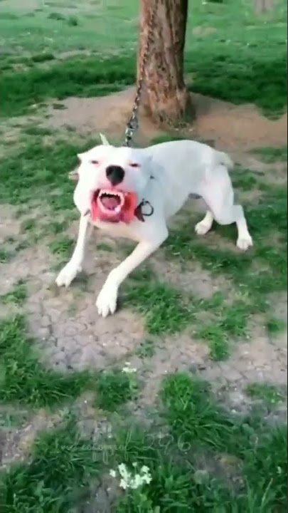 Pitbull lovers best tik tok video🎥