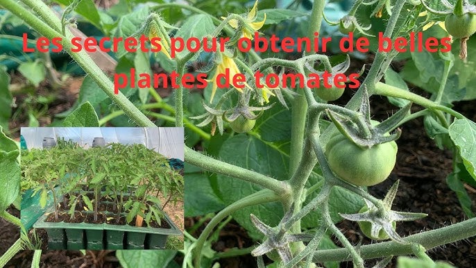 Ficelle à tomates - ficelles à tomates - Webshop - Matelma