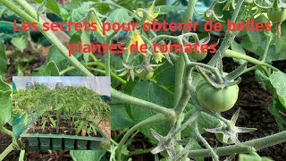 Les secrets pour obtenir de belles plantes de tomates