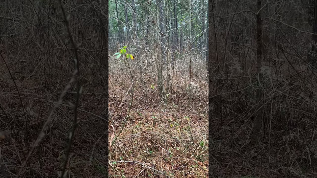 Final day of South Carolina rabbit season 2021 #2