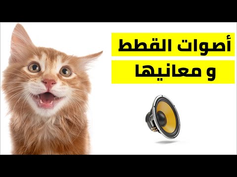 أصوات القطط و معانيها