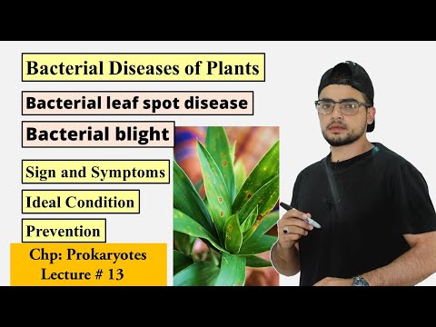 Video: Mum Leaf Spot Control: Tswj Chrysanthemum Bacterial Leaf Spot Disease