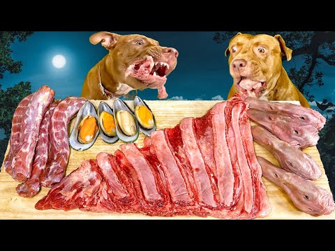 高級な肉を秒で飲み干すアメリカンピットブル【閲覧注意ASMR】