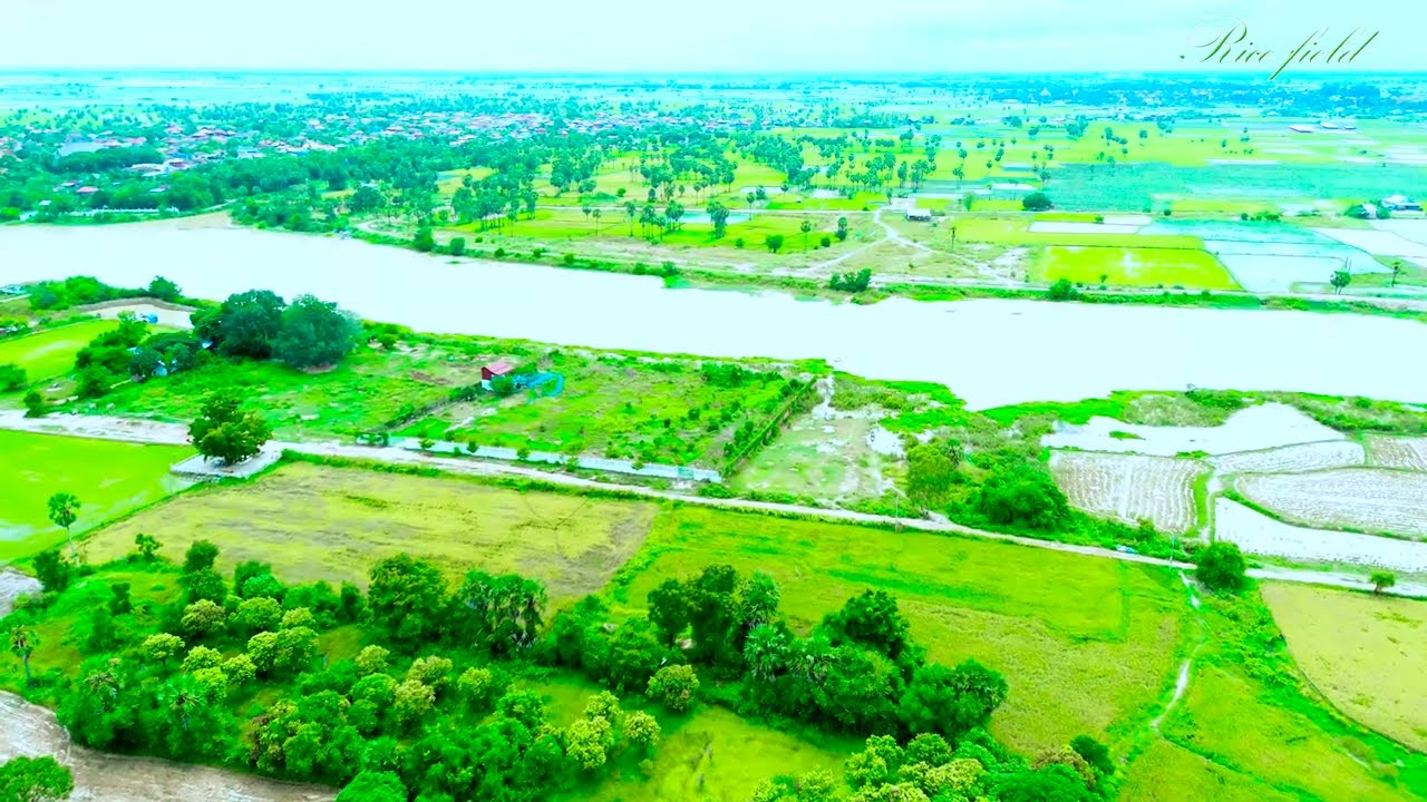 7M.view Relaxing Rice field | Nature from above that everyone loves. Cambodia Amazing United States