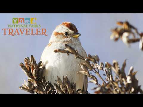 National Parks Traveler