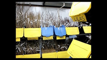 How we pack bare-root trees for shipping to ensure their safety