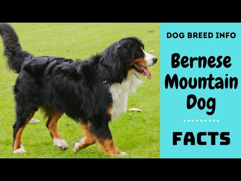 Bernese Mountain Dog Breed All Characteristics And Facts About Dogs You Bernese Mountain Dog Breed All