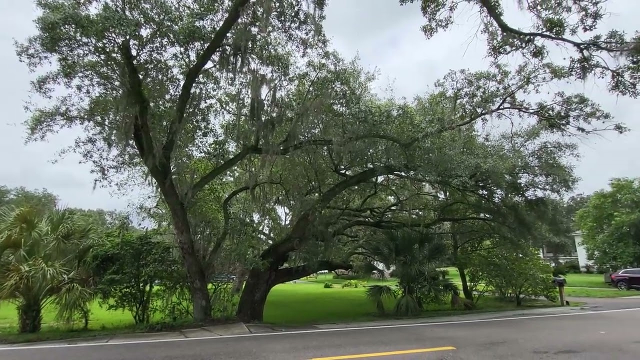 Florida Oak Trees with Spanish Moss