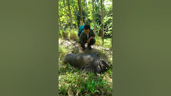 Petting a Wildboar  || ViralHog