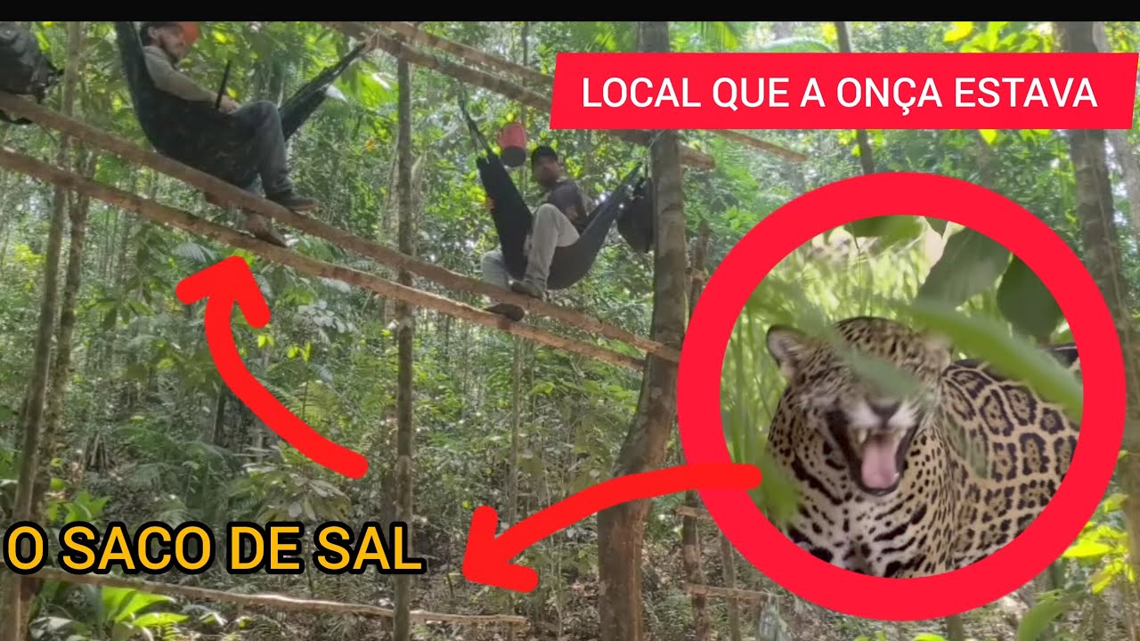 A ONÇA PINTADA FICOU BEM EMBAIXO DO TREPEIRO E AINDA MEXEU NAS COISAS QUE ESTAVA NA CEVA 😱🐆