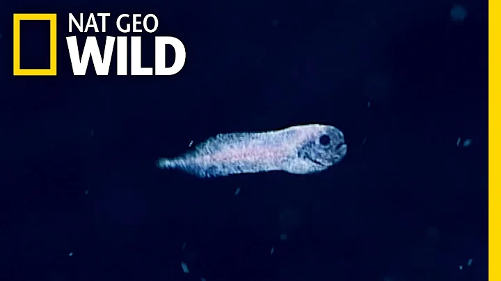 Check Out This Ghostly Deep-Sea Fish | Nat Geo Wild