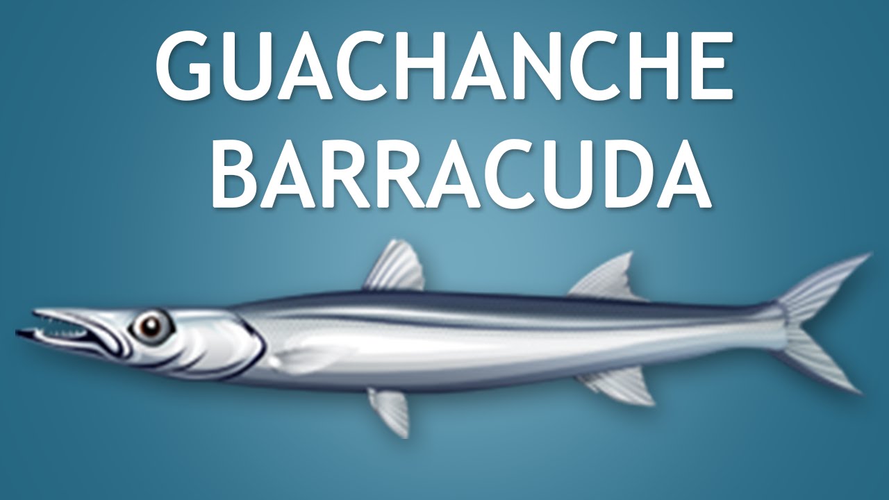 Elltharis - GUACHANCHE BARRACUDA (5★) - YouTube