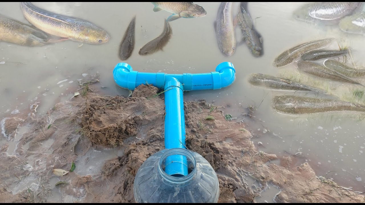 Amazing PVC Pipe Plastic Bottle Fish Trap YouTube