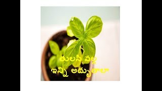 తులసి వల్ల ఇన్ని అద్బుతాలా! / Amazing benefits of Tulasi/Basil