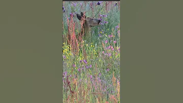 Beauty of nature: Roe deer among the flower steppe