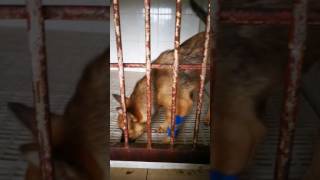 Puppy with parvo virus diarrhoea