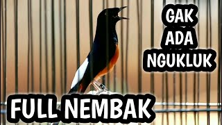 MURAI BATU GACOR FULL ISIAN TEMBAKAN MEWAH, ISIAN KENARI CILILIN KAPAS TEMBAK LOVEBIRD GEREJA DLL