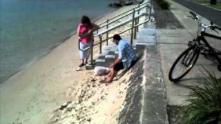 Havanese puppy bikes to the beach