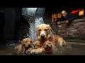 Lo que los cachorros sufrieron en las manos de su cruel dueño te dejará pálido de rabia y...