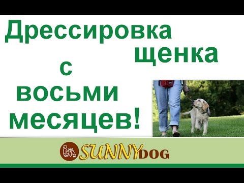 как дрессировать собаку с 8 месяцев  особености дрессировки с 8 месяцев