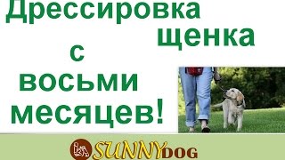 как дрессировать собаку с 8 месяцев особености дрессировки с 8 месяцев как дрессировать собаку с 8 месяцев особености дрессировки с 8 месяцев
