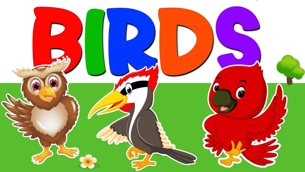 Learn About Birds 🐤 | Bird Names in English for Kids | Educational Video For Kids