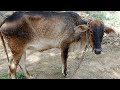 Lumpy skin disease prevention ll lumpy skin disease treatment ll emergency ll tanveer hussain 9211