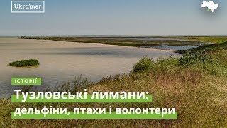 Tuzly Estuaries: Dolphins, Birds and Volunteers · Ukraїner