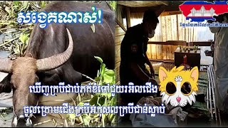 សង្វេគណាស់!បុរសម្នាក់ឃើញក្របីជាប់ភក់ខំទៅជួយរអិលជើងធ្លាក់ចូលក្រោមជើងក្របីអកុសលក្របីជាន់ស្លាប់