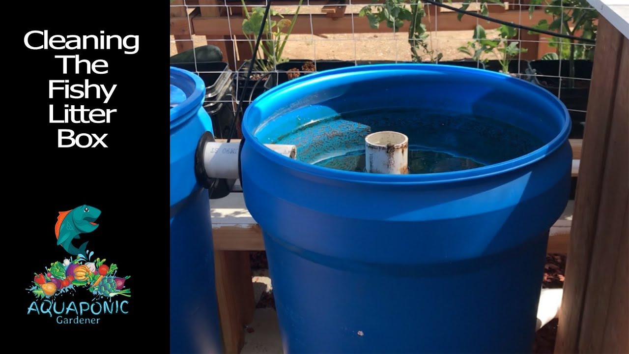 Aquaponics VLOG: POOP DUTY (CLEANING SWIRL FILTER) AND GROWTH UPDATE