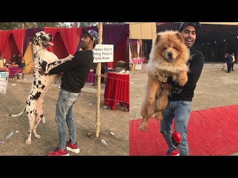 international-dog-show---1st-time-in-india😱