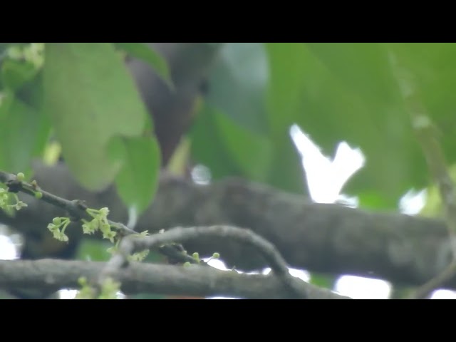 suara burung sempur hujan rimba class=