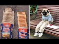 Funniest and Cutest Pug Dog Videos Compilation 2020 #3 の動画、YouTube動画。