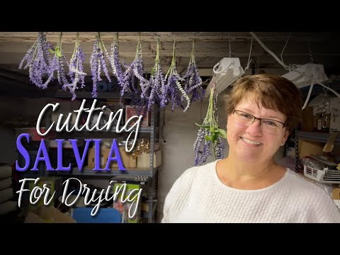 Cutting Salvia for Drying - ✂️👩🏻‍🌾❤️