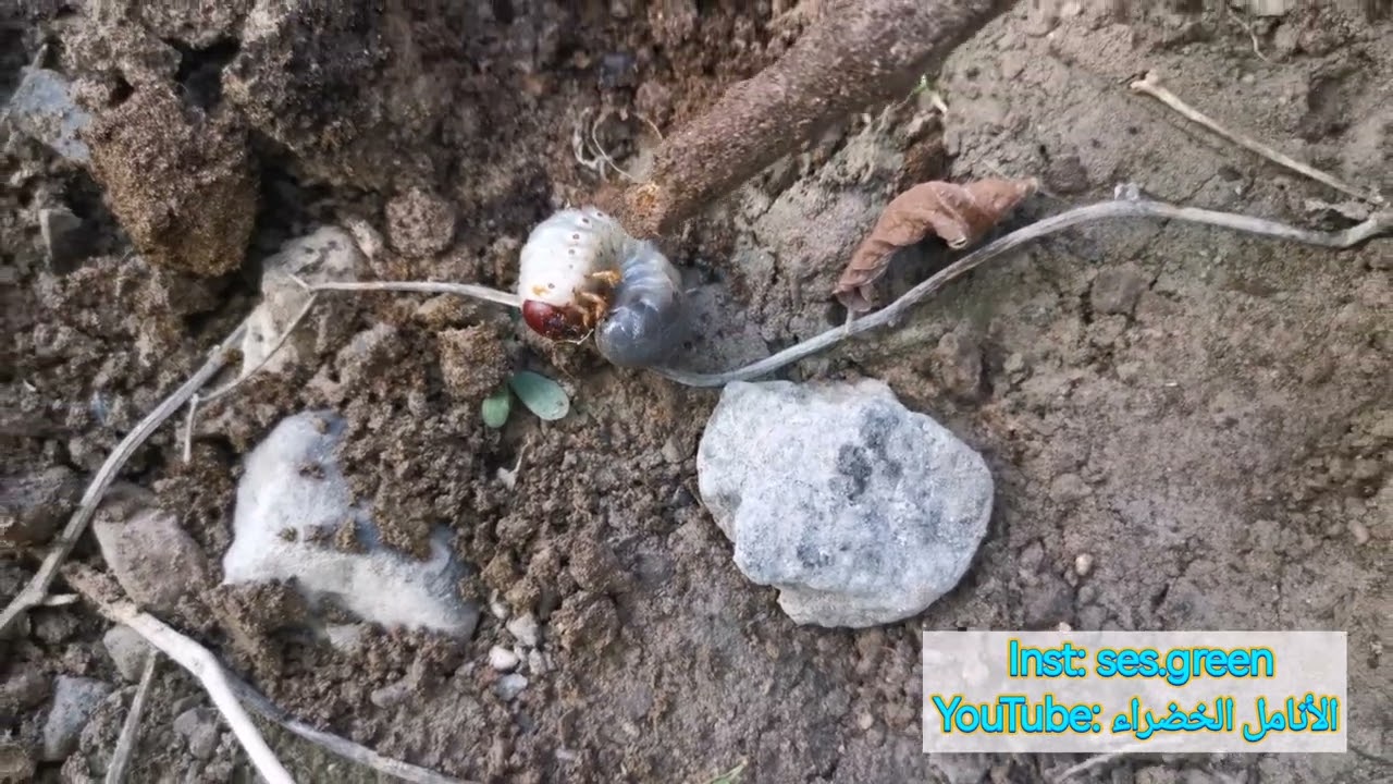 دودة الكعل الخطيرة أكلت الجذور