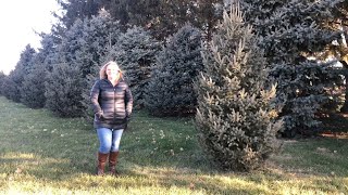 Tips For Creating A Windbreak