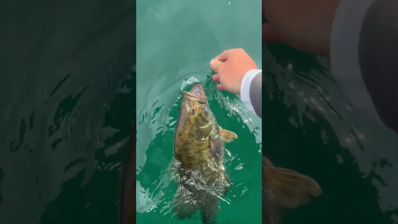 👋👋 bye GIANT Smallie