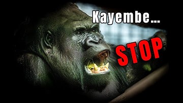 Silverback Dad Steps In to Calm the Chaos 🦍🔥